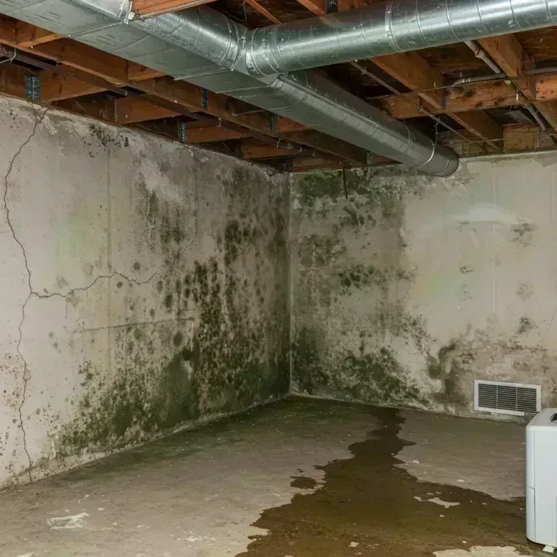 Professional Mold Removal in Westchester, IL